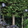 Retrouvez chez Valente Design le luminaire pour extérieur avec le lampadaire Parker sur piquet de la marque Royal Botania
