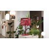Lampe de table Twiggy Grid XL - outdoor rouge mise en scène vue d'ensemble - Valente Design