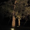 Ampoule G12 35W Iodure Métallique pour encastré de sol éclairant le tronc d'un arbre - couleur blanc chaud
